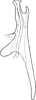 Aedeagus, lateral view on Erythria manderstjernii (Kirschbaum, 1868): Aedeagus, lateral view. (Observation).