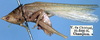 CollectionObject 1516816; 3ffd00e2-edef-4c7e-965b-9c28dbeee882: male, lateral view (syntype or lectotype). (CollectionObject).