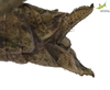 CollectionObject 1848873; Unioeste Cascavel K-0566, bc69bc91-c8ee-473c-9f10-0bd742983b71: Female. End of abdomen, lateral view. (CollectionObject).