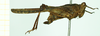 CollectionObject 1572895; ef38ac66-6d95-462c-afbd-61367e9c8d1c: female, lateral view (paralectotype). (CollectionObject).