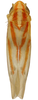 Habitus, dorsal view on Erythridula parvispicata (Beamer, 1930): Habitus (holotype of E. cavena Auten & Johnson, OSU collection). (Observation).