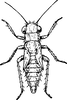Nymph: !! display not done !! on Empoasca (Empoasca) fabae (Harris, 1841): (Observation).