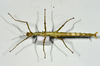 CollectionObject 1556960; 19b0694b-25c8-4afa-af0d-8ab59ee24aea: copyright MONZ, Wellington. female of synonym Acanthoxyla huttoni, dorsal view (holotype). (CollectionObject).