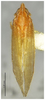 Habitus, dorsal view on Conocraera citricolora Chen & Li, 2002: (Observation).
