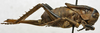 CollectionObject 1535951; 4f0136ba-4a1d-4ee6-a4cb-e0591d687134: female, lateral view. (CollectionObject).