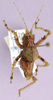 CollectionObject 1503563; ZFMK ZFMK-ORT-00010769, 89551536-ee8e-46a8-88b7-a5732125a515: male, dorsal view (holotype). (CollectionObject).