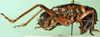 CollectionObject 1594840; 4b7af46d-d58c-4bd4-9c25-a3853a811f65: male, lateral view. (CollectionObject).