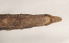 CollectionObject 1560435; dd64b8db-542d-499b-9925-069a0d78b473: copyright Natural History Museum, London. female: end of abdomen, ventral view (syntype). (CollectionObject).;CollectionObject 1560436; fb5361fa-2dec-4ea9-876a-b1c5e236ef61: copyright Natural History Museum, London. female: end of abdomen, ventral view (syntype). (CollectionObject).