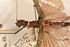 CollectionObject 1557583; 019e134f-8302-4d81-9a57-ddccfbb0fdf0: copyright OUMNH. female: head & thorax, lateral view (holotype). (CollectionObject).
