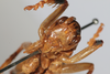 CollectionObject 1506461; 9ec82bb6-3b98-4b2e-b745-47bd3137269d: female, anterior view (syntype). (CollectionObject).