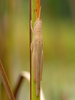 CollectionObject 1574025; 16a0b9e3-9b94-42b8-940e-76ffe60b1dc7: female (Albania, Divjakë-Karavasta NP). (CollectionObject).