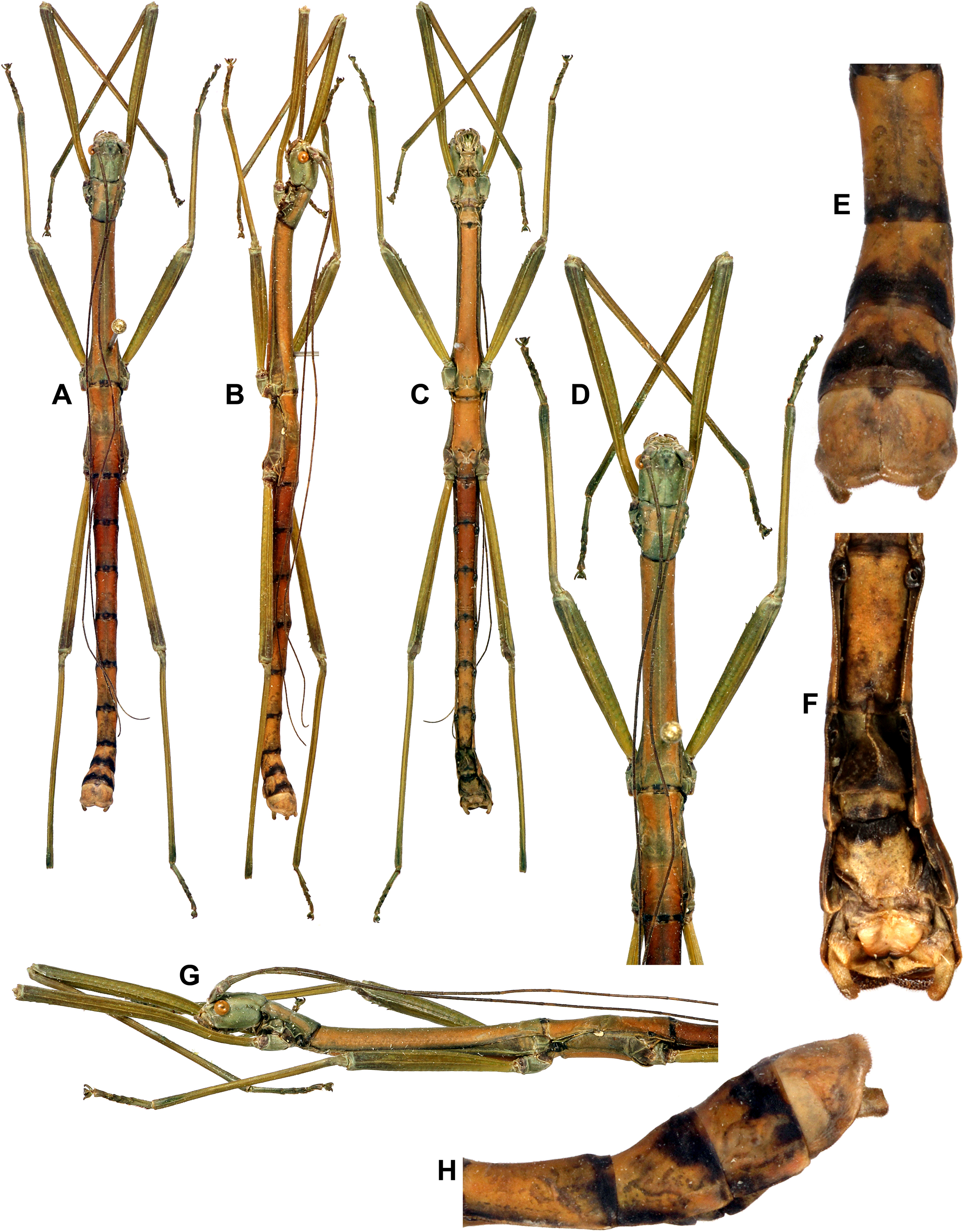 copyright RBINS Brussels. Nuichua rabaeyae male (holotype). Depicts Nuichua Bresseel & Constant, 2018, an Otu.