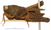 CollectionObject 1506798; ad3d7449-98ba-4600-a45d-2e507a282901: male, lateral view (holotype). (CollectionObject).