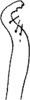 Stylus: !! display not done !! on Alebroides flavifrons Matsumura, 1931: Stylus. (Observation).