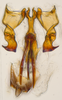 Aedeagus, ventral view on Bhatia Distant, 1908 nsp 8-56: (Observation).