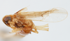 Habitus, lateral view: (Observation).