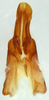 CollectionObject 1588778; cef9bbe0-6b09-471a-ba9a-ea35858c6bee: male genitalia, ventral view. (CollectionObject).