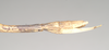 CollectionObject 1558126; NHMUK(SF IMPORT DUPLICATE) 844529, f17eebe6-fbee-4f8b-8d6d-e9faec8489db: copyright Natural History Museum, London. female: end of abdomen, lateral view (holotype). (CollectionObject).