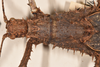 CollectionObject 1558872; ae2fd943-9eed-40c6-82cd-16404d27a944: copyright OUMNH. female: head & thorax, dorsal view of Heteropteryx grayii (lectototype). (CollectionObject).