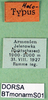 CollectionObject 1500486; df6cf2e8-72ba-4d8e-afbe-0b4ab0c4027d: labels (syntype). (CollectionObject).