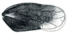 Forewing: !! display not done !! on Driotura gammaroides (Van Duzee, 1894): Driotura gammaroides, macropterous, forewing. (Observation).