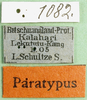 CollectionObject 1578413; cd772ddc-3808-49c2-9ad7-6154bd77c1e8: labels (paralectotype). (CollectionObject).