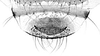 Forewing.: !! display not done !! on Anoecia (Anoecia) corni (Fabricius, 1775): Cauda of Anoecia corni. (Observation).