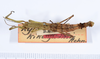 CollectionObject 1562378; ANSP(SF IMPORT DUPLICATE) 5170, 70dbb78e-a3e8-45e0-8977-fd5e0de83dc8: copyright ANSP. female, dorsal view (holotype). (CollectionObject).