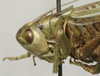 CollectionObject 1536006; 881b211b-9d59-455e-b2c5-15bf8b78cd47: female pronotum, lateral view (syntype). (CollectionObject).