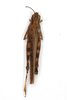 CollectionObject 1593811; a80af0d9-cc7c-48b7-a156-ee78479e18b3: female, dorsal view (syntype). (CollectionObject).