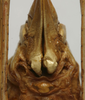 CollectionObject 1535977; 78233d52-766e-4fb3-bcfa-9f5b67088bc4: female subgenital plate (syntype). (CollectionObject).