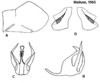 Pygofer appendages: !! display not done !! on Cuerna kaloostiani Nielson, 1965: <b>A</b>, male pygofer lateral aspect (holotype); <b>B</b>, aedeagus lateral aspect (holotype); <b>C</b>, aedeagus caudal aspect (holotype); <b>D</b>, female internal sternum VIII (paratype). (Observation).