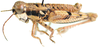 Brownacris karruensis Brown, 1972: male, lateral view. (Otu).