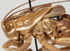 CollectionObject 1527081; e610715c-6d08-44ce-a3dc-441ac7672103: male pronotum, lateral view (holotype). (CollectionObject).