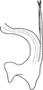 Aedeagus, lateral view on Athysanopsis salicis Matsumura, 1905: Aedeagus, lateral view. (Observation).