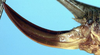 Alticolana alticola (Tarbinsky, 1930): ovipositor (paratype). (Otu).