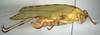 CollectionObject 1503504; 2fc55469-4823-4381-ae3b-3de41807d50e: female, lateral view (holotype). (CollectionObject).