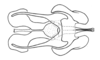 Eumastusia koebelei koebelei (Rehn, 1909): Fig. 28A. phallic complex without epiphallus, dorsal view. (Otu).