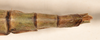 CollectionObject 1559741; 8211705f-dec3-48aa-956f-d20000edad2d: copyright OXUM. female: end of abdomen, dorsal view of synonym Megacrania bakeri (holotype). (CollectionObject).