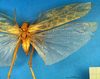 CollectionObject 1500496; a03b0826-e356-415f-89d0-429ef36684ed, DORSA BTaraaccHTF: female, dorsal view (holotype of Arantia accrana). (CollectionObject).