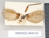 CollectionObject 1559136; 4847e430-3e4c-49c5-b947-06df40d1d5c6: copyright Natural History Museum, London. female of synonym Aschipasma servilleanum (syntype). (CollectionObject).;CollectionObject 1559137; b8ac4296-6fb5-483e-882d-f510a8c3345d: copyright Natural History Museum, London. female of synonym Aschipasma servilleanum (syntype). (CollectionObject).