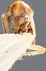 Head on Diacra majuscula Emeljanov, 1961: holotype. (Observation).