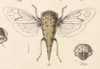 Habitus, dorsal view: !! display not done !! on Trachytalis isabellina Fowler, 1895: (Observation).