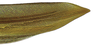 First valvula of ovipositor on Caetana pulchra Domahovski, Gonçalves, Takiya & Cavichioli, 2019: Female paratype [DZRJ]: apical portion of first valvula, lateral view. (Observation).