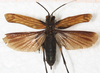 CollectionObject 1552408; 1030c687-cd24-4fc0-9e9a-aeb78891f90a: female, dorsal view (as Scaphura vigorsii). (CollectionObject).