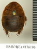 CollectionObject 1572932; ba13581b-09ec-44e8-8903-86b31e122931: Copyright Natural History Museum, London. Non-type (adult female) in BM(NH). Dorsal view. (CollectionObject).