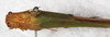 female, dorsal view. Depicts CollectionObject 1565833; 41da46b0-9872-417b-b338-eab5d4a6f495, a CollectionObject.