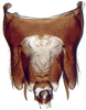 Pygofer, dorsal view: Drabescus zhangi, pygofer, dorsally (MNHN). (Observation).
