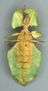 CollectionObject 1561248; 3ba9d821-6893-4d24-9da4-64848fa3b1df: Copyright OUMNH. female, ventral view (lectotype). (CollectionObject).
