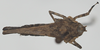 CollectionObject 1581250; cf091e36-2587-4e4e-b9ea-39d1094f987f: female, dorsal view (syntype). (CollectionObject).